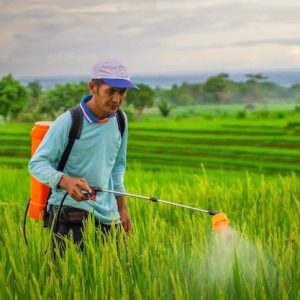 SAMBA FIST SPRAYING CHEMICALS சம்பா முதல் மருந்துகள்