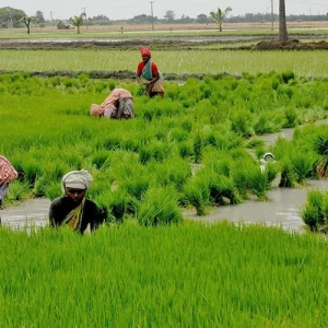 Kuruvai season குறுவை நெல்