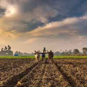 Samba season சம்பா பருவம்