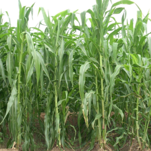தீவன சோளம் CO 36
