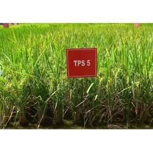 TPS 5