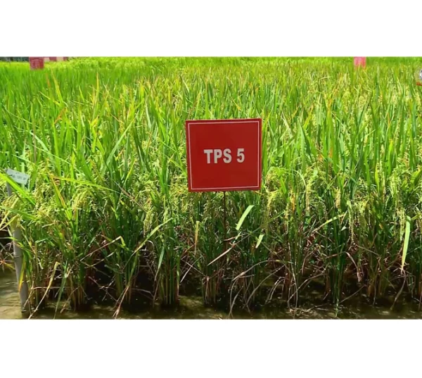TPS 5