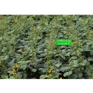 VBN-4 GREENGRAM