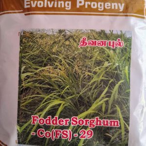 FODDER SORGHUM CO-29 தீவனப்பில்