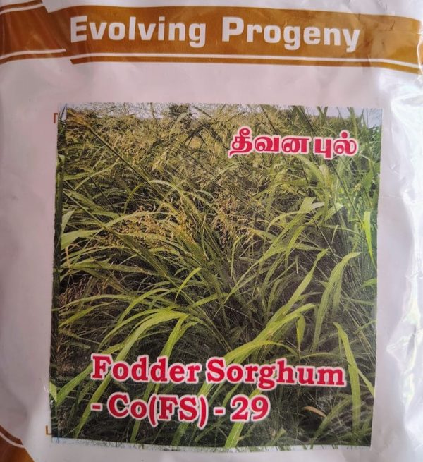 FODDER SORGHUM CO-29 தீவனப்பில்