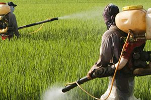 SAMBA PADDY SECOND SPRAYING (BLAST VARIETIES) சம்பா நெல் இரண்டாம் மருந்துகள் (குலை நோய் ரகங்கள்)