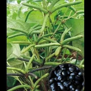 VBN-8  BLACKGRAM