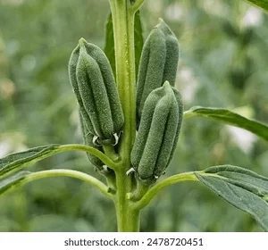 DURKHA SESAME SEEDS (8-POTS)