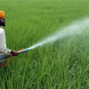 CHLORANTRANILIPROLE + CYPER + SULPHER + HEXACONAZOLE + SILICON + MICRO (Second Spray) குறுவை  இரண்டாம் மருந்துகள்