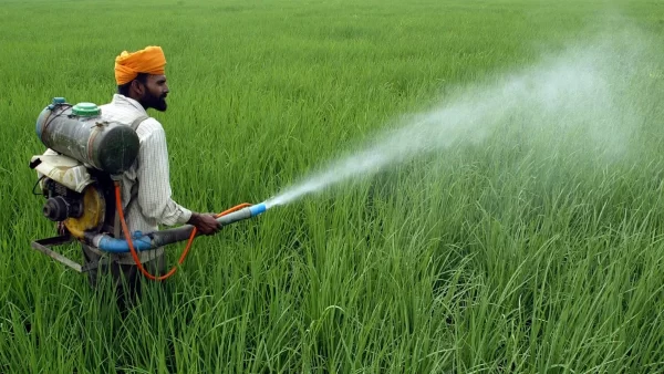 CHLORANTRANILIPROLE + CYPER + SULPHER + HEXACONAZOLE + SILICON + MICRO (Second Spray) குறுவை  இரண்டாம் மருந்துகள்