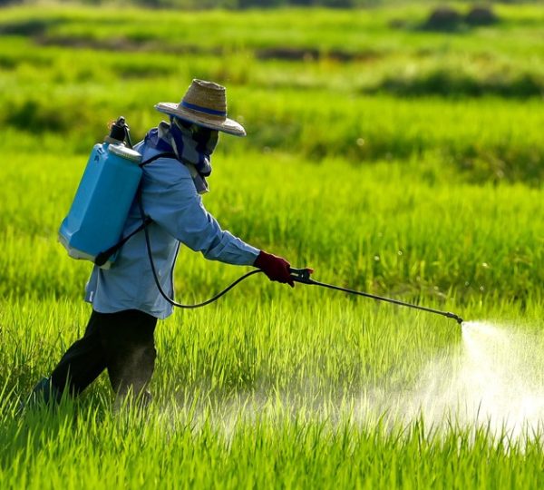 LAMBDA + FIPRONIL+ SULPHER  + HUMIC PLUS (Fist Spray) குறுவை முதல் மருந்துகள்