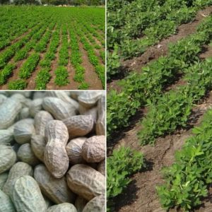 GROUNDNUT FIST SPRAYING CHEMICALS (நிலக்கடலை முதல் மருந்துகள்)