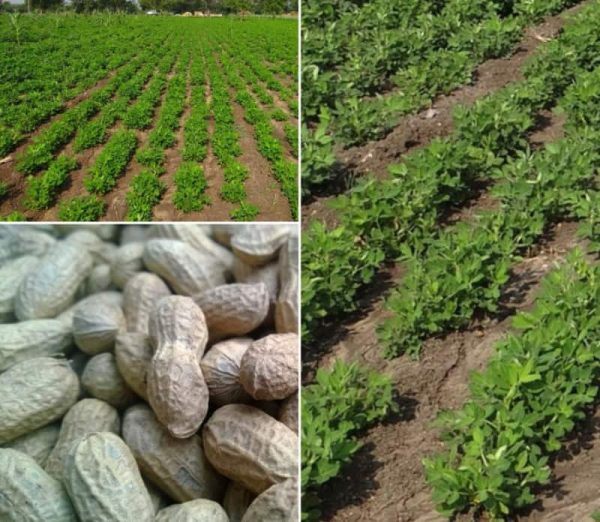 GROUNDNUT FIST SPRAYING CHEMICALS (நிலக்கடலை முதல் மருந்துகள்)
