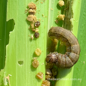 MAIZE FIST DOSE CHEMICALS (மக்காசோளம் முதல் மருந்துகள்) 20-25நாள்
