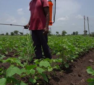 COTTON FIST SPRAYING CHEMICALS (பருத்தி பயிரில் முதல் மருந்துகள்) 20-25நாள்.