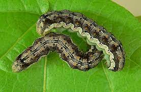 GROUNDNUT SECOND SPRAYING CHEMICALS (நிலக்கடலை பயிருக்கு இரண்டாம் மருந்துகள் )