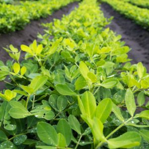 GROUNDNUT THIRD SPRAYING CHEMICALS (நிலக்கடலை பயிருக்கு மூன்றாம் மருந்துகள்)
