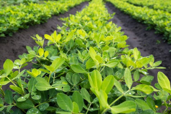 GROUNDNUT THIRD SPRAYING CHEMICALS (நிலக்கடலை பயிருக்கு மூன்றாம் மருந்துகள்)