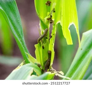 MAIZE SECOND SPRAY (மக்காசோளம் இரண்டாம் மருந்துகள்) 30-35 நாள்.