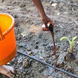BANANA WILD DISEASE DRENCHING CHEMICALS வாழை வாடல் நோய்க்கான கரைத்து ஊற்றும் மருந்துகள்