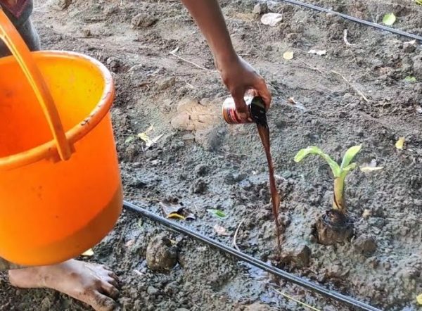 BANANA WILD DISEASE DRENCHING CHEMICALS வாழை வாடல் நோய்க்கான கரைத்து ஊற்றும் மருந்துகள்