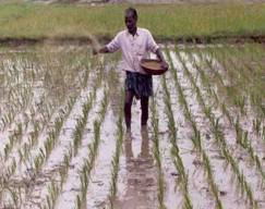 TRANSPLANTING PADDY HERBICIDES நடவு வயல் களைக்கொல்லிகள்
