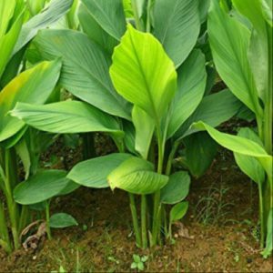 மஞ்சள் கிழங்கு அழுகல் மருந்துகள் 4ஆம் மாதம் / TURMERIC RHIZOME ROT DISEAS MANAGEMENT 4TH MONTH.