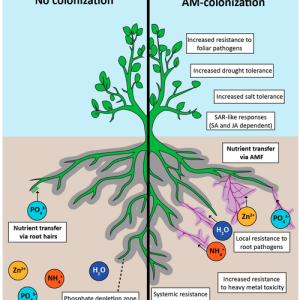 r-VAM HIGH ROOT DEVELOPING அதிக வேர் வளர்ச்சிக்கு r-VAM