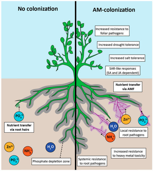 r-VAM HIGH ROOT DEVELOPING அதிக வேர் வளர்ச்சிக்கு r-VAM